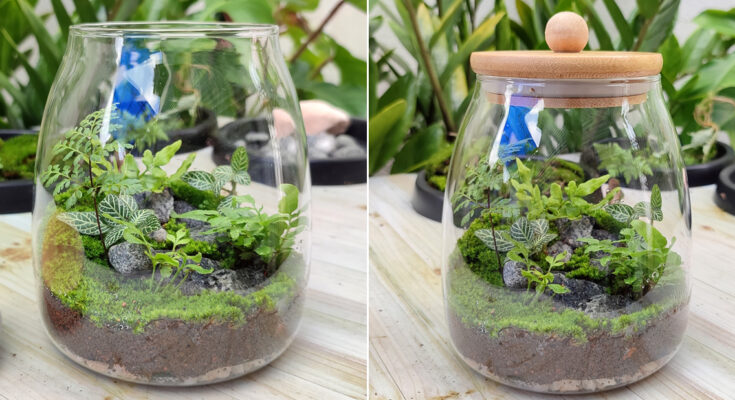 How To Make a Terrarium at Home